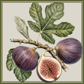 the fig harvest