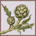 the artichoke